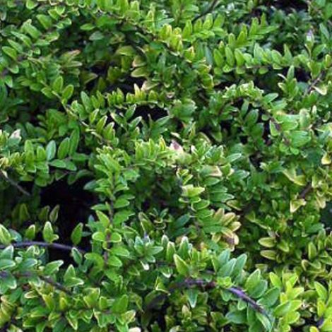 Chèvrefeuille à feuilles de buis 'Maigruen' - 40-50 cm pot