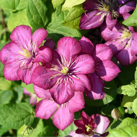 Clematite - Clematis Ville De Lyon 70cm (1/4)