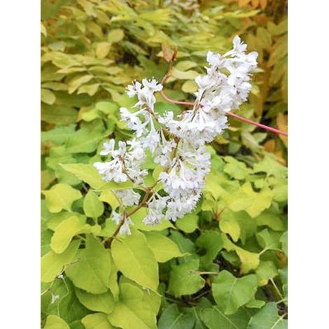 Renouée gripante 'Summer Sunshine' Pot de 1,5L/2L (1/4)