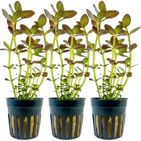 Aquarium Pflanze 3 Stück Bacopa salzmannii purple Nr.343B