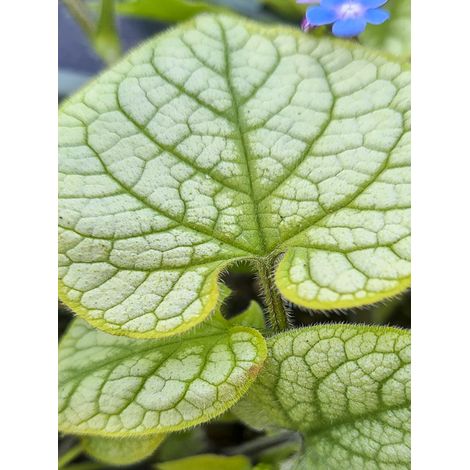 Buglosse de Sibérie 'Jack's Gold' Godet de 8/9 cm