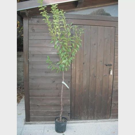 1 plant /tree (approx 1m) - Prunus (friar plum)