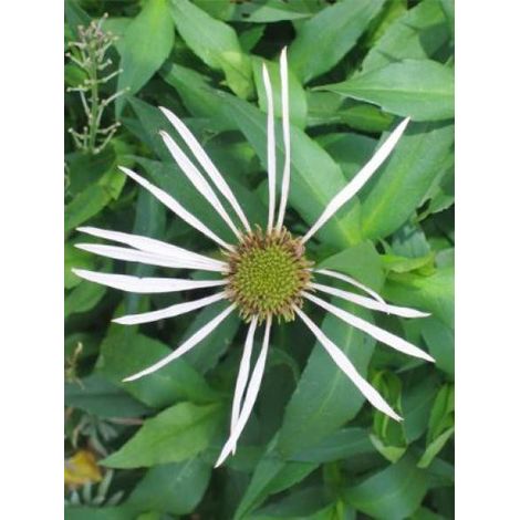 Rudbeckia pallida 'Hula Dancer' Godet de 8/9 cm (1/2)