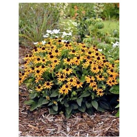Rudbeckie 'Little Gold Star' Pot de 3L/4L