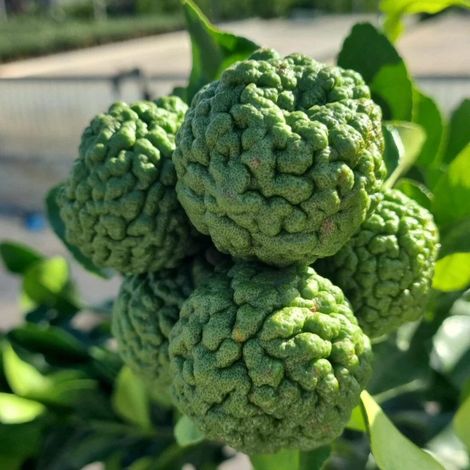 PIANTA DI COMBAWA O KAFFIR LIME in vaso 24 (foto reali)