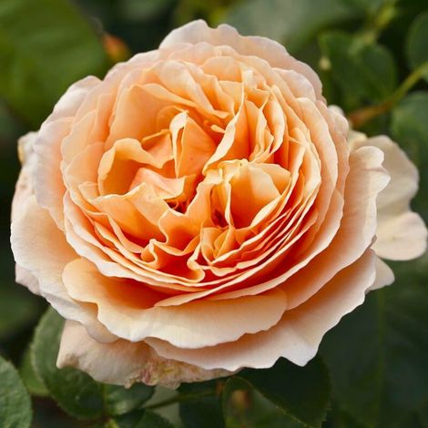 Gardenaria Rosa 'Tropicana' - Rosa da giardino - Altezza: 40/50 cm (vaso20)