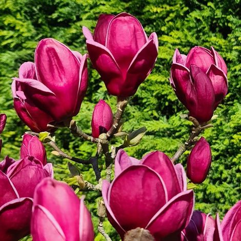 Magnolia de Chine Genie, Magnolia de Soulange/Pot de 5L - Touffe
