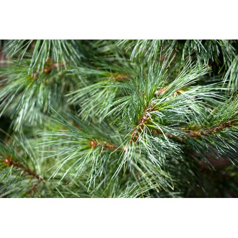 Kleine Tränenkiefer 'Densa Hill' Pinus wallichiana 'Densa Hill' C 3 25- 30