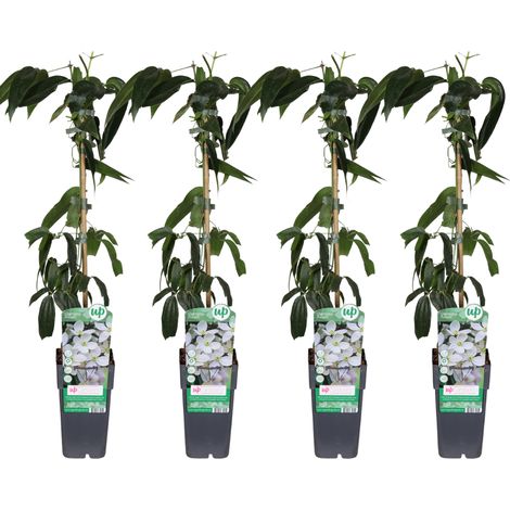 Clématite d'Armand Clematis armandii Lot de 4 Plantes Grimpantes Parfumées Fleurs Blanches Ø15cm H65cm - PANGIVO