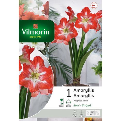 Vilmorin Amaryllis Hippeastrum Strié (x1) (1/3)