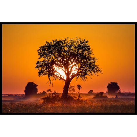 Affiche encadrée arbre savane coucher soleil