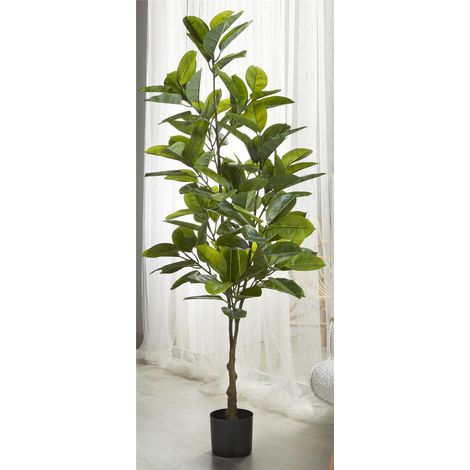 Plante Ficus 170 cm. 170 cm (1/5)