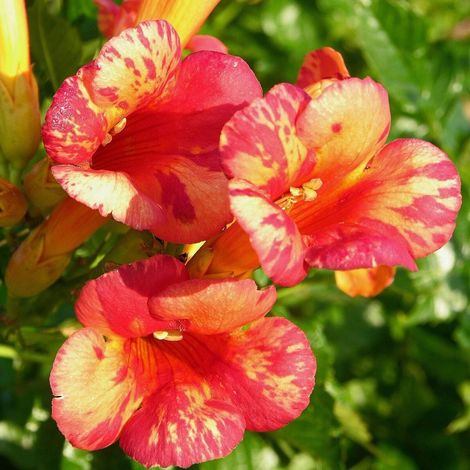 Bignone Orangeade® 'Tracamp'/Pot de 3L - Echelle bambou 60/120 cm (1/5)