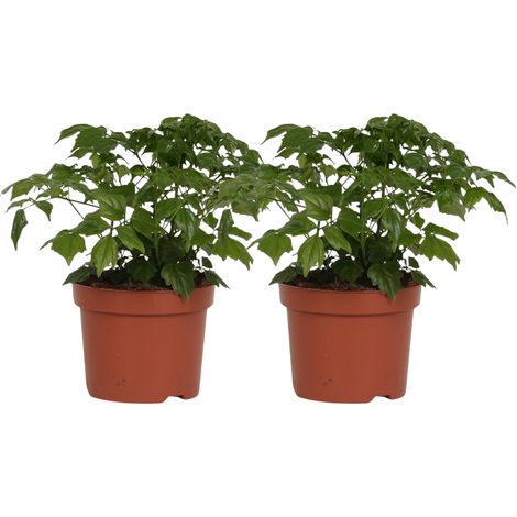 Rademachera Sinica Lot de 2 Plantes Vertes d'Intérieur Décoratives Ø12cm Hauteur 27cm - PANGIVO