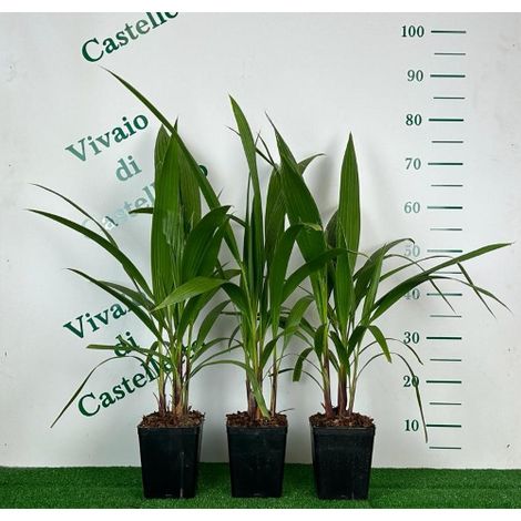 Palma californiana "Washingtonia filifera" pianta in vaso ø24 cm h 50/60 cm (1/2)