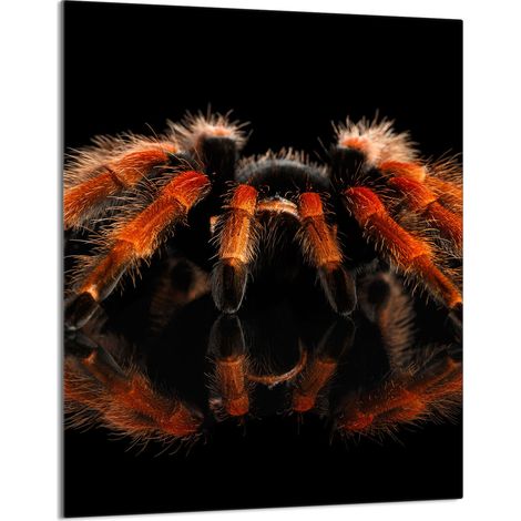 Glasschneidebrett 40x52 Spider (1/5)