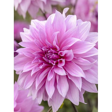 Dahlia 'Babylon Rose' Bulbe calibre I