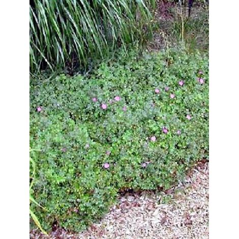 Géranium vivace sanguin 'Max Frei' Godet de 8/9 cm (1/4)