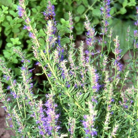 Hysope officinale/Godet - 5/20 cm