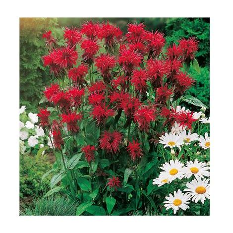 Monarde rouge vivace – Lot de 3 godets – Plante aromatique rustique – Fleurs plumeaux colorés – Exposition ensoleillée – Fabre Graines