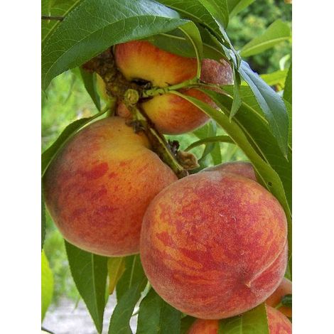 Pêcher 'Suncrest' Pot de 7,5L/10L, Gobelet