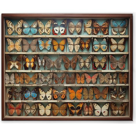Leinwandbild Schmetterling Setzkasten M1-No.52173 - Kunstdruck auf Leinwand in Bunt Braun - Wandbild 50 x 40 cm
