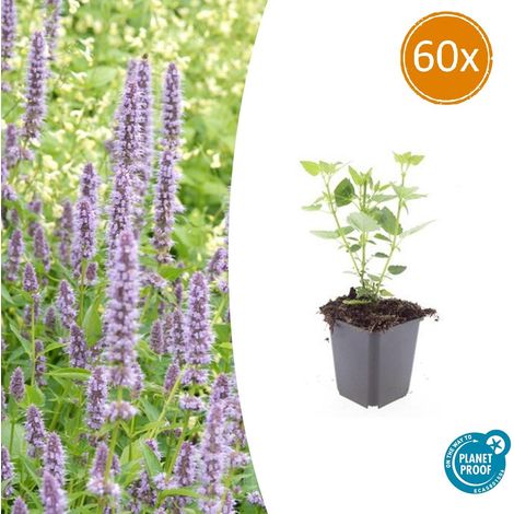 Lot de 60 Agastache 'Blue Fortune' Plante Vivace Mellifère Fleurs Bleu Lavande 10-25 cm Ø 9 cm - PANGIVO (1/5)
