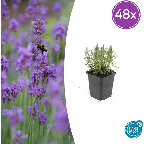 Lot de 48 Lavandes 'Munstead' Lavandula angustifolia Parfumées Fleurs Pourpres Pot Ø 9 cm - PANGIVO (1/5)
