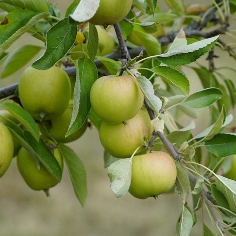 Pommier colonnaire Azay-le-Rideau® 'Delwibo'/Pot de 7,5L - 80/100 cm