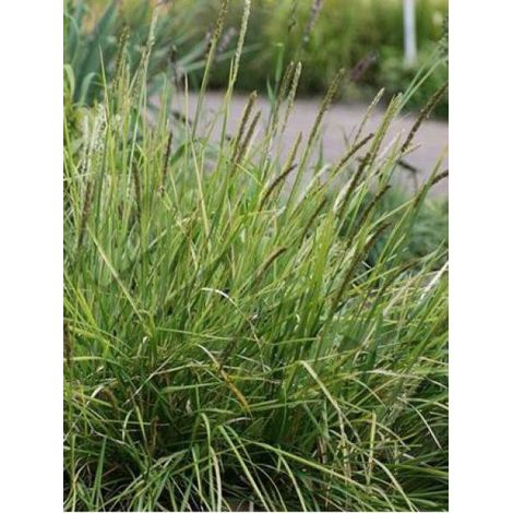 Sesleria argentea Pot de 1L/1,5L (1/2)