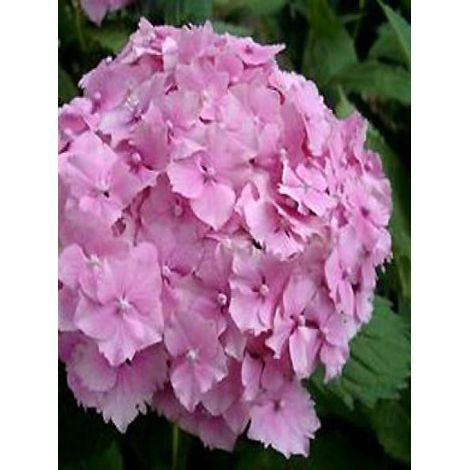 Hortensia 'Deutschland' Pot de 2L/3L (1/2)