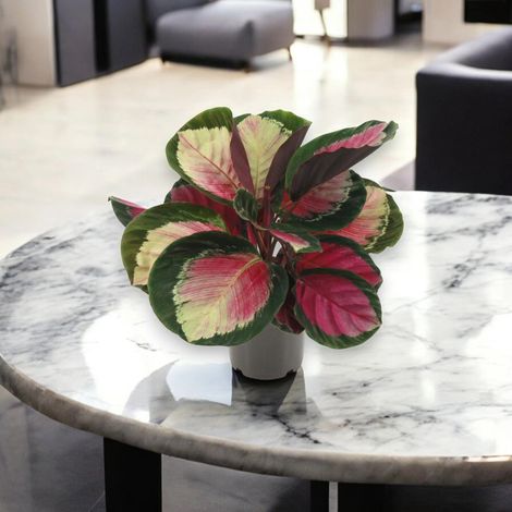 Gardenaria Calathea roseopicta 'Rosy' - Pianta da interno ornamentale - Altezza: 45 cm (vaso 14) (1/5)