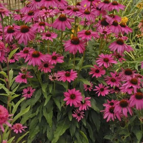Echinacea purpurea - Lot de 12 - Échinacée pourpre - Pot P9 - Fleur rose