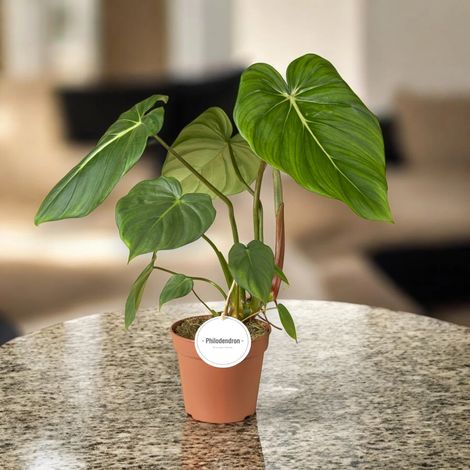 Gardenaria Philodendron 'Pastazanum' - Pianta da interno ornamentale - Altezza: 30 cm (vaso 12) (1/4)