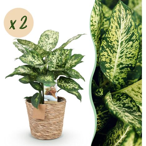 Lot de 2 Plantes d'Intérieur Dieffenbachia Compacta avec Paniers, Pot 17 cm, Hauteur 45-50 cm - PANGIVO (1/5)