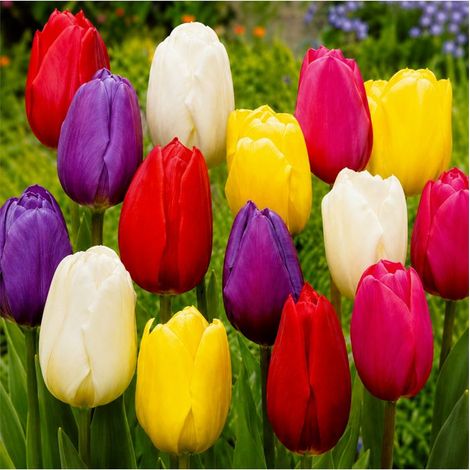 Tulipes Triomphe Sgaravatti 20 bulbes en mélange, floraison printanière élégante pour massifs et bouquets - 019067 (1/3)