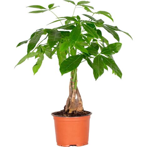 Bloomique - Pachira Aquatica - Arbre à argent - Plante d’intérieur - Dépolluante - Hauteur 25-35 cm - Pot 12 cm