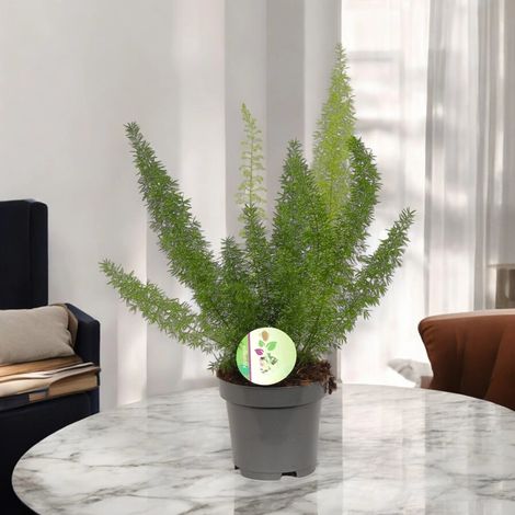 Gardenaria Asparagus densiflorus 'Myers' - Pianta da interno ornamentale - Altezza: 35 cm (vaso 17) (1/4)