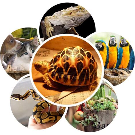 50-W-Infrarot-Heizlampe mit Keramikschirm für Schildkröten, Papageien, Echsen und Vögel – ideal für den Winter. (1/5)