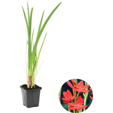 Bloomique - Schizostylis Coccinea - Lys des Cafres rouge - Glaïeul des marais - Plantes de bassin - Plantes aquatiques - Rustique - Hauteur 10-20 cm - Pot 9 cm
