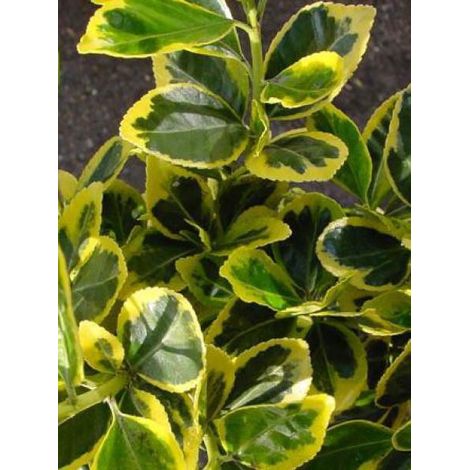 Fusain du Japon 'Marieke' Pot de 2L/3L (1/3)