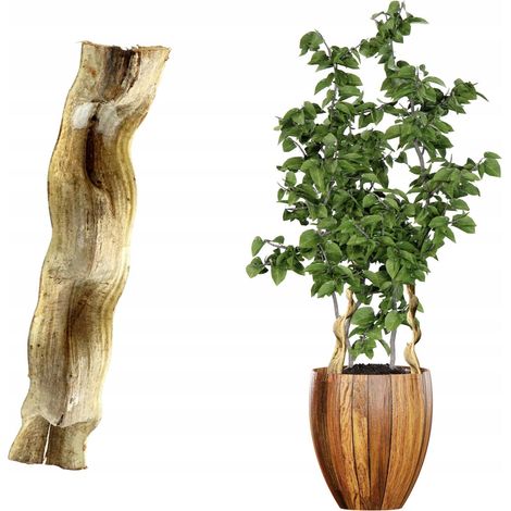 Supporto per fiori, supporto per piante, liana brasiliana, 50 cm (1/5)