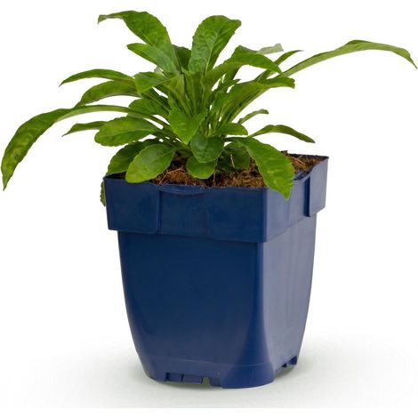 Campanule à feuilles de pêcher 'Alba' - Plante vivace mellifère - Fleurs blanches - Pot 11 cm - PANGIVO (1/5)