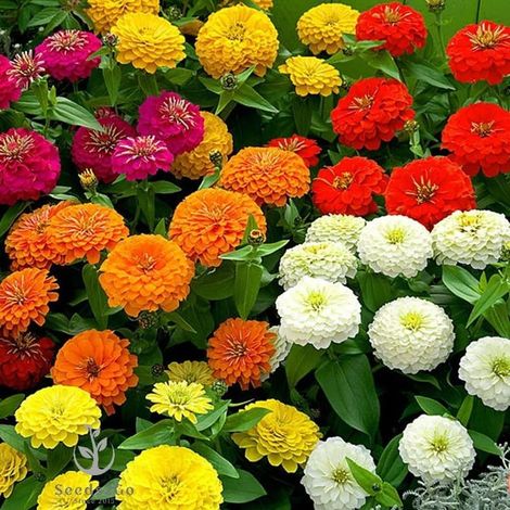 Zinnia Mélange Elegans Graines – 5000 pcs, Fleurs Jardin Multicolores, Résistant Sécheresse, Floraison Longue (1/4)