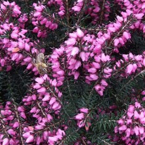 Bruyère des neiges Rouge - Erica darleyensis  - 15-20 cm pot
