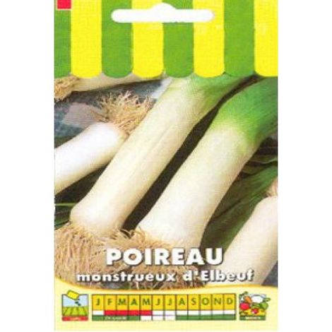 Poireau 'Monstrueux d'Elbeuf' le sachet de 1000 graines (4g) (1/2)