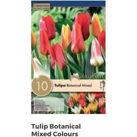Bulbi Autunnali di Tulipano Botanical Mixed Colours confezione da 10 pz
