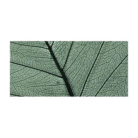 RAYHER - 8 PEZZI - SCHELETRO DI FOGLIA WILLOW 6-10CM - COLORE VERDE SCURO