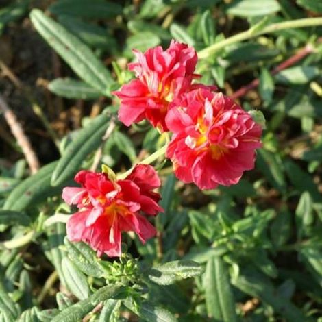 Hélianthème Cerise Queen/Lot de 3 godets