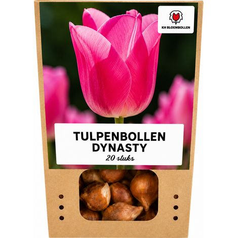 20 Bulbes de Tulipes Dynasty Fleurs Rose et Blanc pour Jardin et Pots Calibre 11/12 - PANGIVO (1/5)